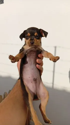 Pincher Macho 