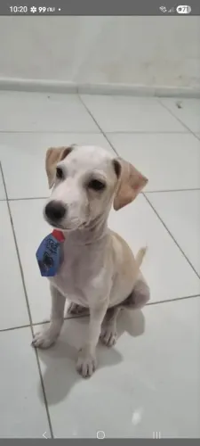 Cachorro para doação
