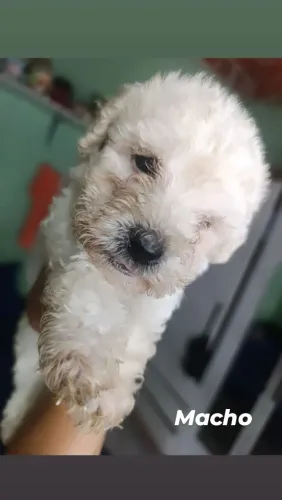 Podlle maltês