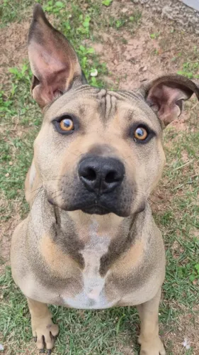 Âmbar, pitbull 1 ano e meio. Damos ajuda de custo