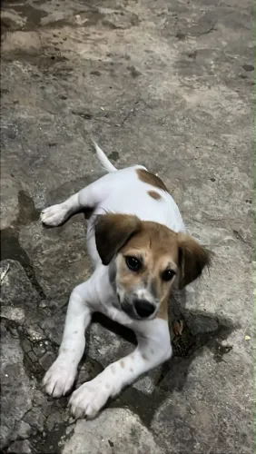 Doação de cachorro
