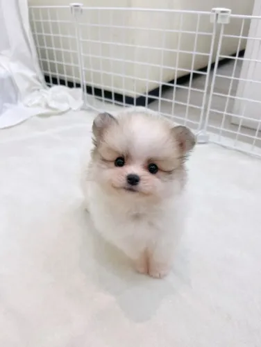 Filhotinhos spitz alemão/lulu da pomerânia linhagem selecionada