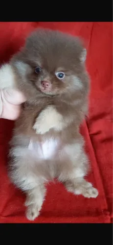 Lulu da pomeranea com vacina 48 dias 