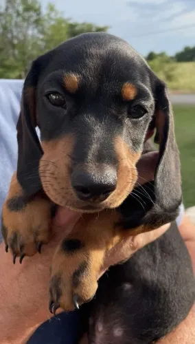 Filhotes de Dachshund Criados para Levar Alegria ao Seu Lar