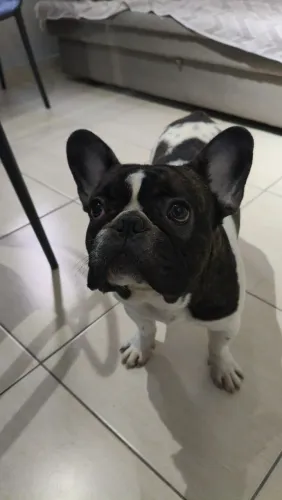 Buldogues Francês Macho 1 ano