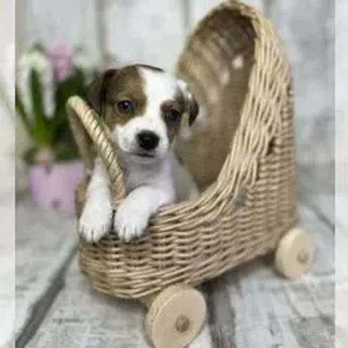 Jack Russell Terrier,Jack Russell Terrier Filhote Saudável Excelente Companhia