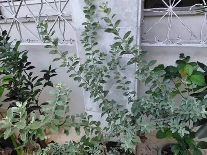 Chuva de prata - (Leucophyllum frutescens) - (90 cm altura x 90 cm largura ) vendo muda