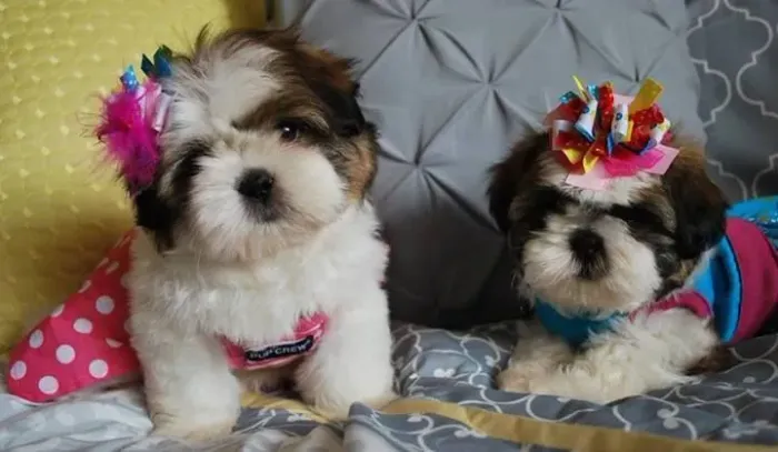Shih tzu Amor peludo alegrando o lar