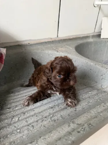 vendo shitzu chocolate mini macho