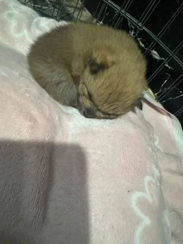 Disponível spitz/lulu da pomerania machinho e femea
