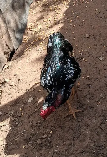Galo indio pintado preto