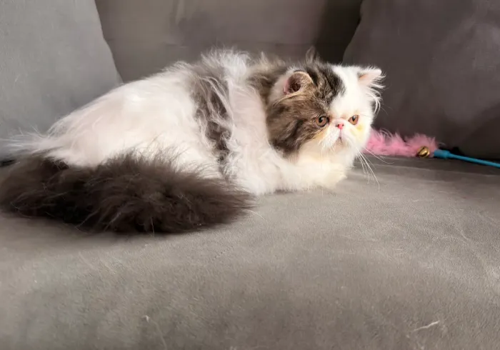 Gato persa filhote