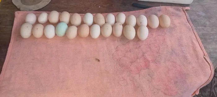 Ovos caipira