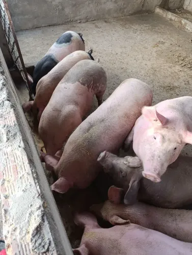 Suínos com mas de 60kl