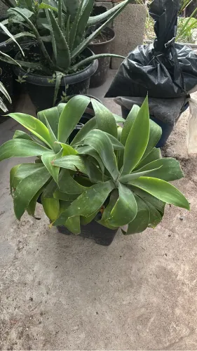 VASO DE SUCULENTAS ( AGAVE )