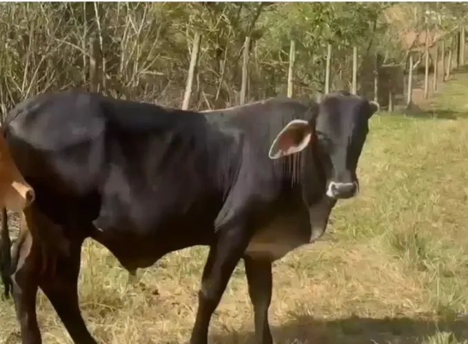 Vende-se Boi, garotinho e bezerra