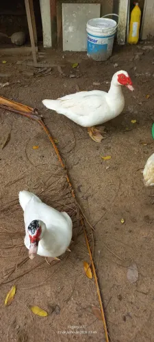 Casal de patos a venda.