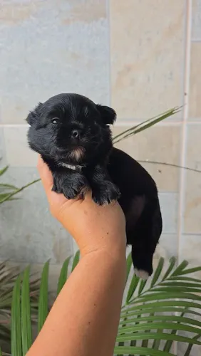 Yorkshire Imperdivel Raridade baby face Black! Aceito cartão 