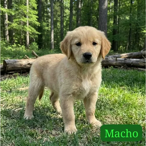 Macho Golden Filhote 6 meses (castrado ideal para Pet)