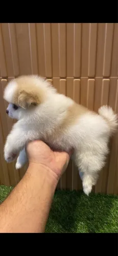 Lulu da pomerania MACHO