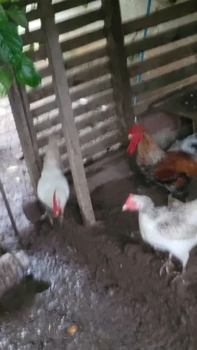 Vendo galos