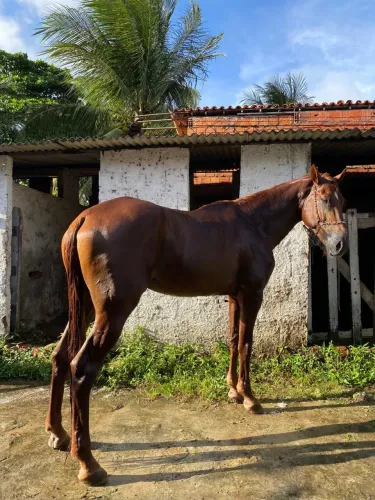 Cavalo marchador 