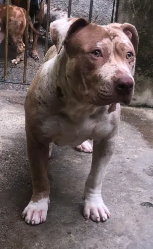 Pitmonster 