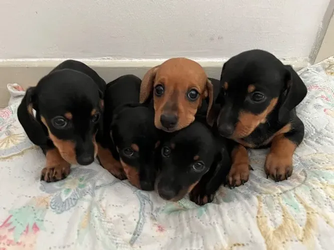 Filhotes de Dachshund (salsichinha)