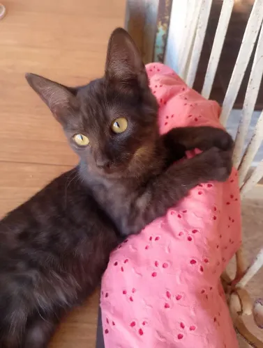 Doação de Lindos Gatinhos!