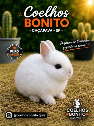 Coelho anão netherland dwarf 