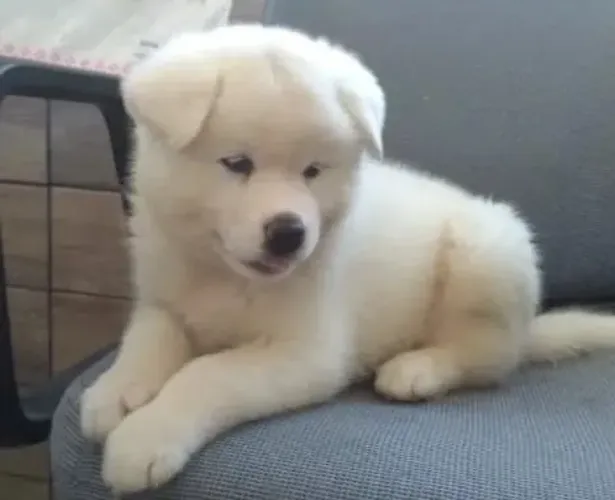 Akita Filhotes Carismáticos e Dóceis. 