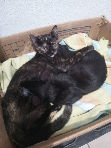Gatinhas filhotes para adoção 