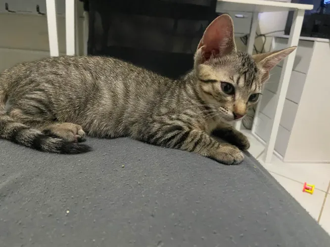 gatinha para adoção responsável