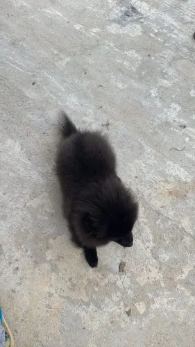 Cachorro SPITZ ALEMÃO ?