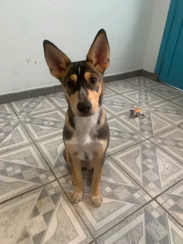 Doação responsável (AMORA)