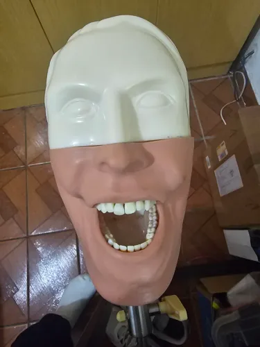 Maniquim odontológico bob