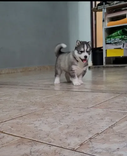 Filhote de husky siberiano 