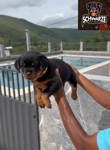 Filhotes de Rottweiler - Filhos de Campeões