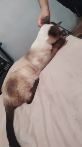 Doação de gato