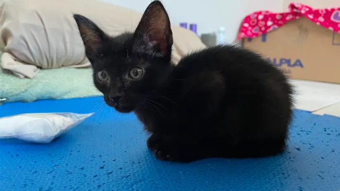 doação gato filhote