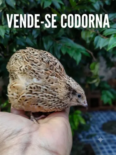 Codorna