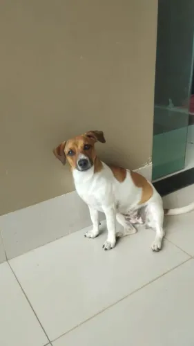 Fêmea adulta porte pequena