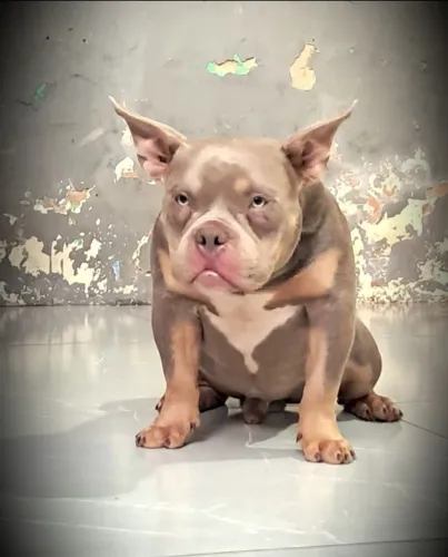 American Bully 