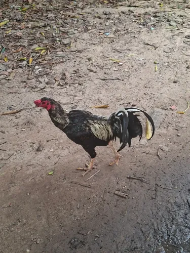Galo carioca
