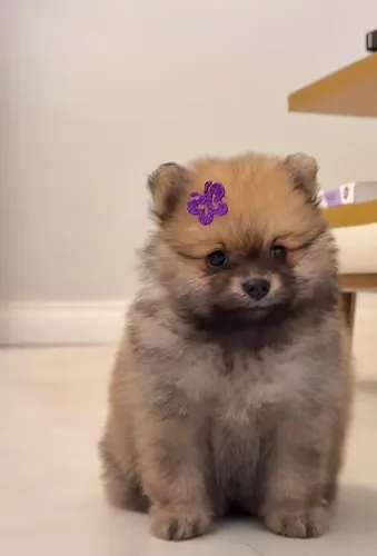 Filhotes de lulu da pomerania machos