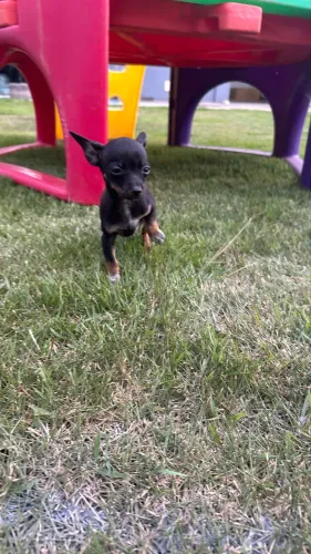 Pinscher 0 machos e fêmeas
