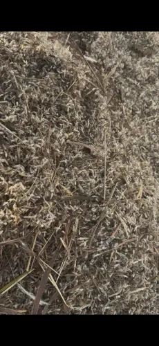 Agropecuária