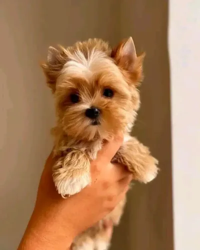 . Yorkshire Mini padrão Golddust! Para vc que é tem um charme diferente