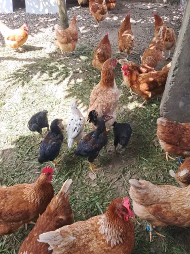 Galinha com 05 pintinhos