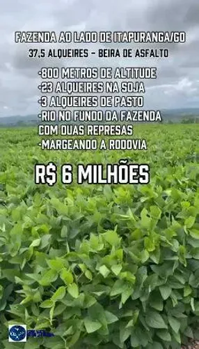 Fazenda à Venda em Itapuranga/GO | 37,5 Alq | Soja | Beira da Rodovia